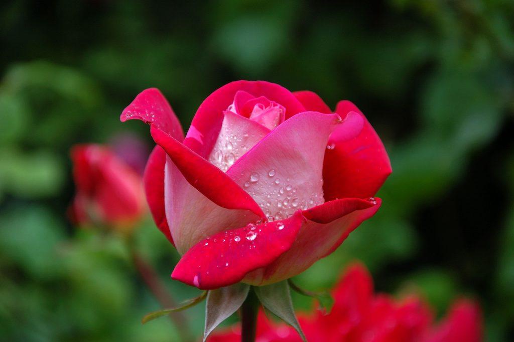 Rose funeral Flowers